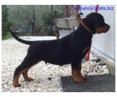 Rottweiler Cuccioli