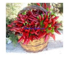 Peperoncino piccante della Calabria di fresco raccolto