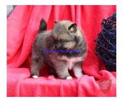 Cuccioli di Volpino Pomsky,