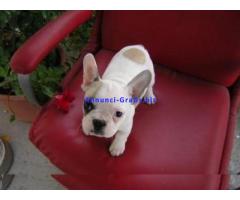 REGALO CUCCIOLI DI BULLDOG FRANCESE