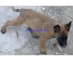 PASTORE BELGA MALINOIS cuccioli PREZZO SUPER