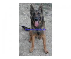 PASTORE BELGA MALINOIS cuccioli PREZZO SUPER