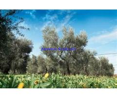 Olio extravergine oliva Bio750ml ITA100%