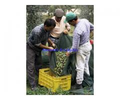 Olio extravergine oliva Bio750ml ITA100%